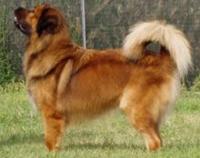 tibetan-mastiff2