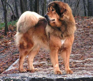tibetan_mastiff