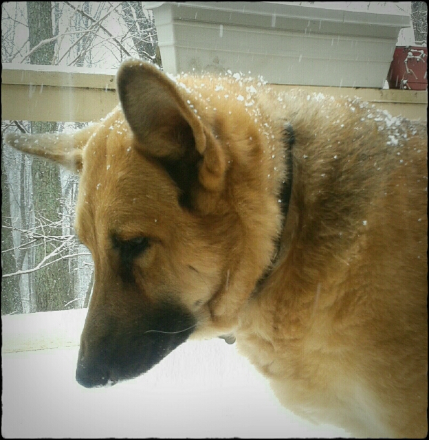 Kashacloseup2.jpg image