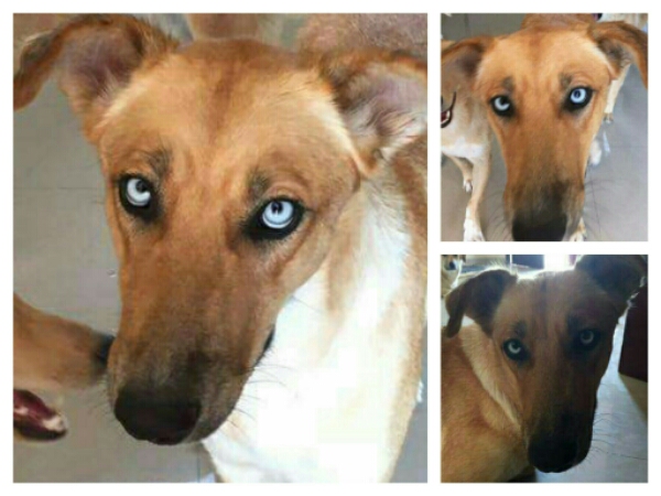 Ellie face 2.jpg image