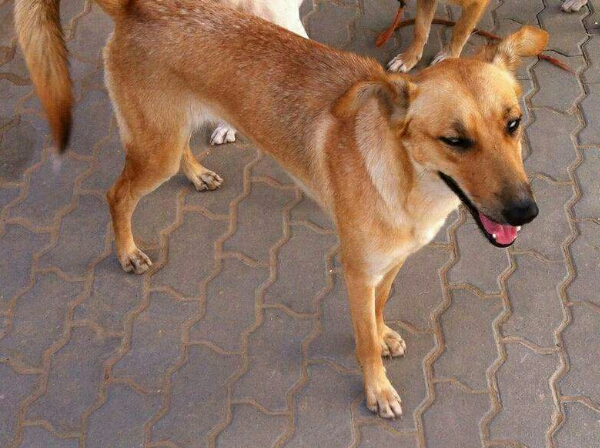 Ellie standing.jpg image